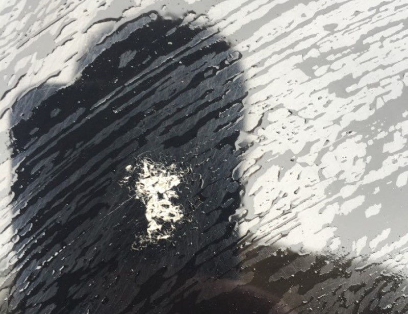 The car paint damaged by bird droppings